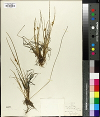 Carex oederi image