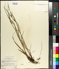 Carex oligocarpa image