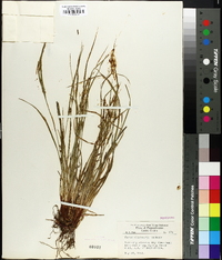 Carex oligocarpa image