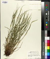 Carex oligocarpa image