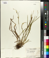 Carex oligocarpa image