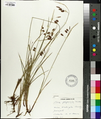 Carex paupercula image