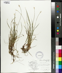 Carex peckii image