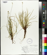 Carex peckii image