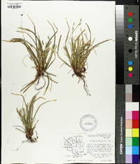 Carex pedunculata image