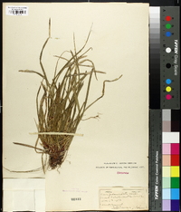 Carex pedunculata image