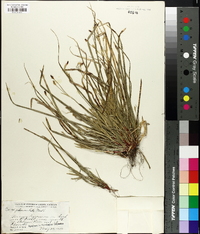 Carex pedunculata image