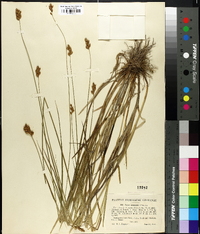 Carex oronensis image