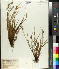 Carex pallescens image