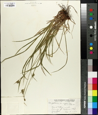 Carex pallescens image