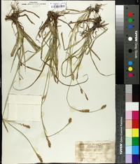 Carex panicea image