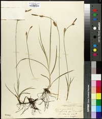 Carex panicea image