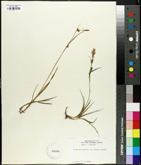 Carex panicea image