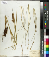 Carex paniculata image