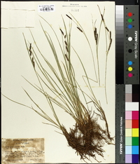 Carex paucicostata image