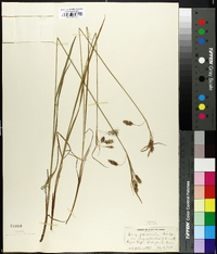 Carex paupercula image