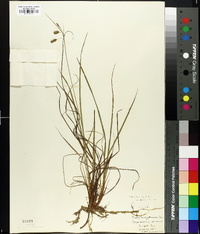 Carex paupercula image