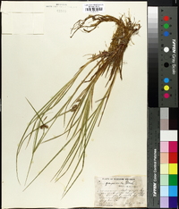 Carex paupercula image