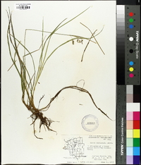 Carex paupercula image