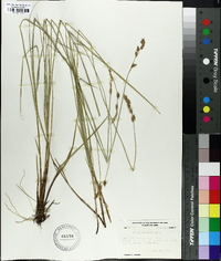 Carex prairea image