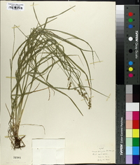 Carex projecta image