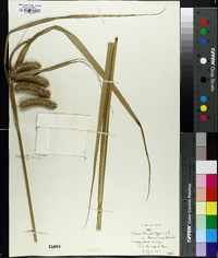 Carex pseudocyperus image