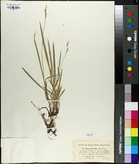 Carex montana image