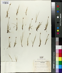 Carex pyrenaica image