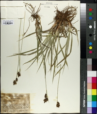 Carex raynoldsii image