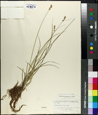 Carex retroflexa image