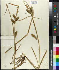 Carex retrorsa image