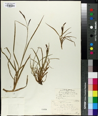 Carex cespitosa image