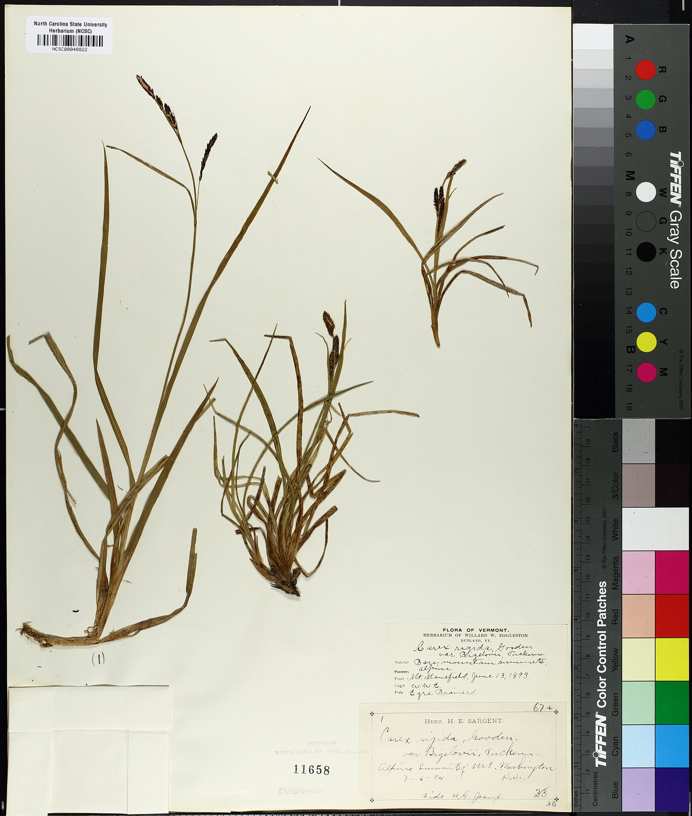 Carex cespitosa image