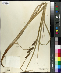 Carex riparia image