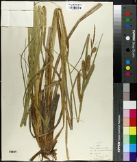 Carex rostrata image