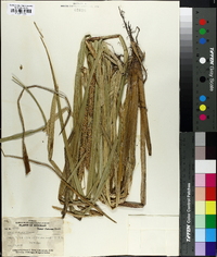 Carex rostrata image