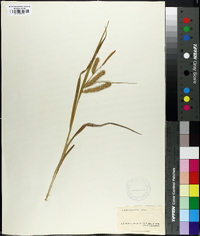 Carex schweinitzii image