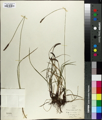 Carex scirpoidea image