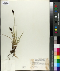 Carex scopulorum image