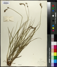 Carex silicea image