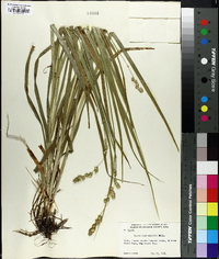 Carex sparganioides image