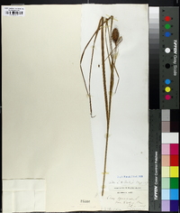 Carex squarrosa image