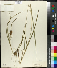 Carex squarrosa image