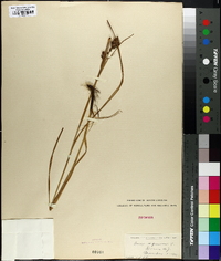 Carex squarrosa image