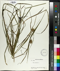 Carex squarrosa image