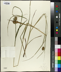 Carex squarrosa image