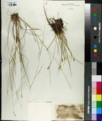 Carex stellulata image