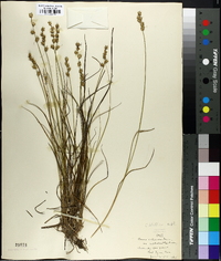 Carex echinata image