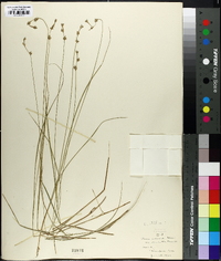 Carex echinata image