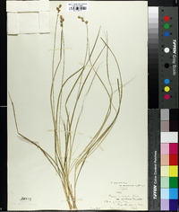 Carex echinata image